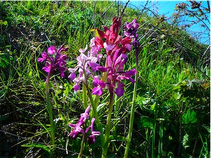 Ophrys , Orchis e ibridi - Orchidee cittadine II